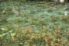 モネの池