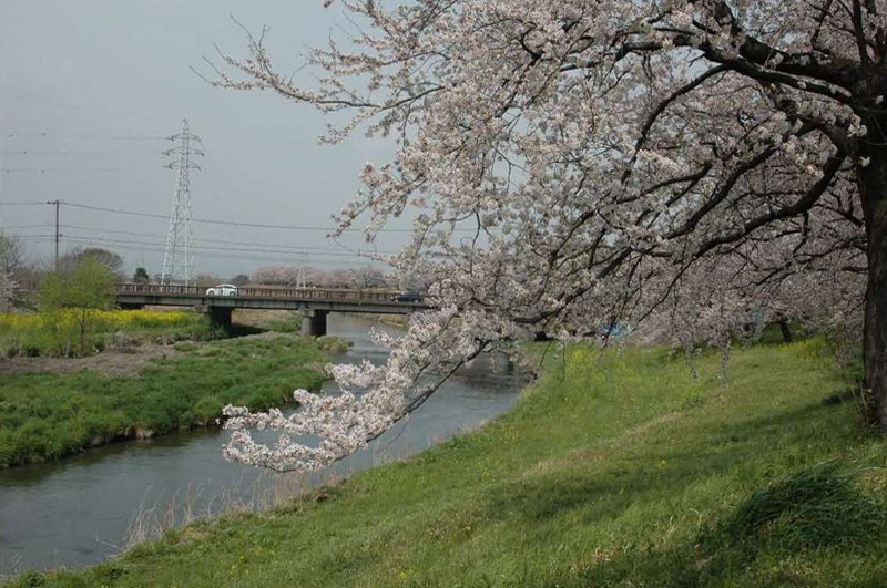 忠魂桜(大垣市)